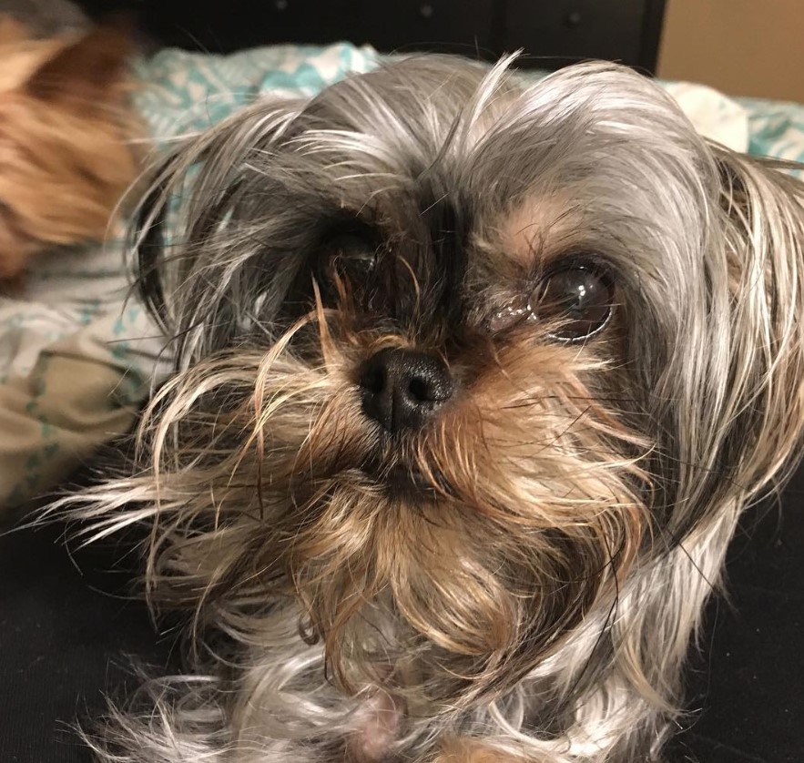 Griffonshire on the bed while staring with its big brown eyes