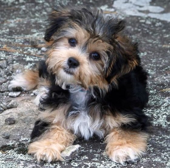 121+ Best Havanese Dog Names The Paws