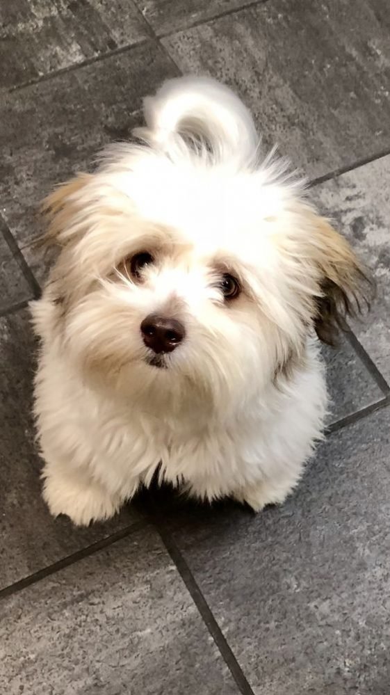 121+ Best Havanese Dog Names The Paws