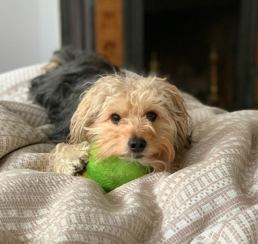 Havashire lying down on the bed with its head resting on a stuffed toy