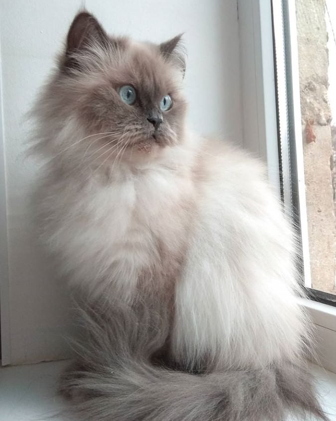 himalayan cat grey