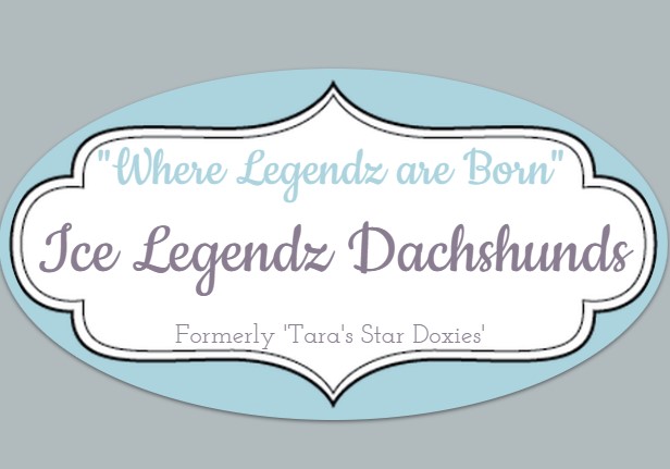 A logo with - Where Legendz are born, Ice Legendz Dachshunds, formerly - Tara's Star Doxies