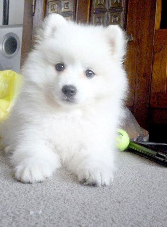 japanese spitz female dog names