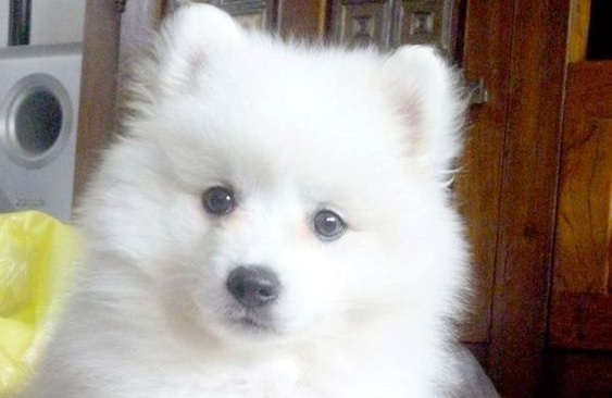 labrador x japanese spitz