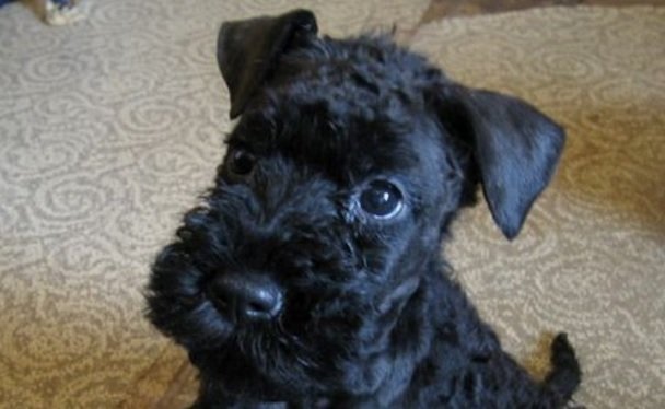 kerry blue terrier puppies