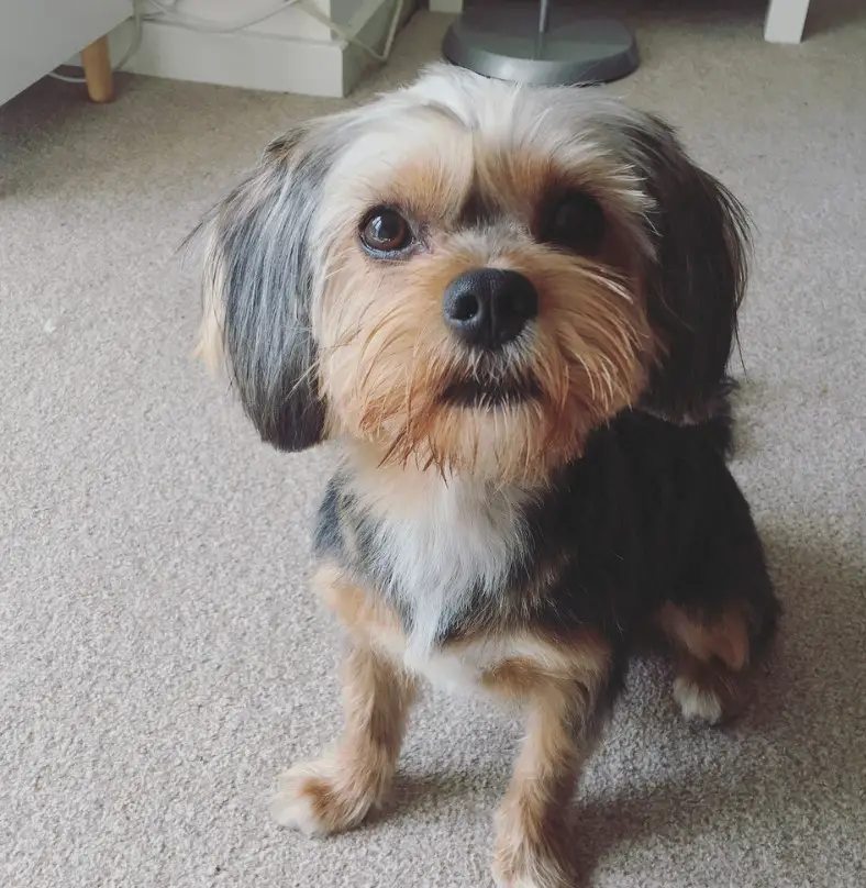 King Charles Yorkie sitting on the floor while looking up with its begging face