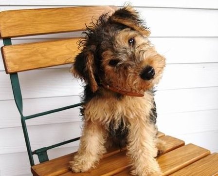 lakeland terrier dog