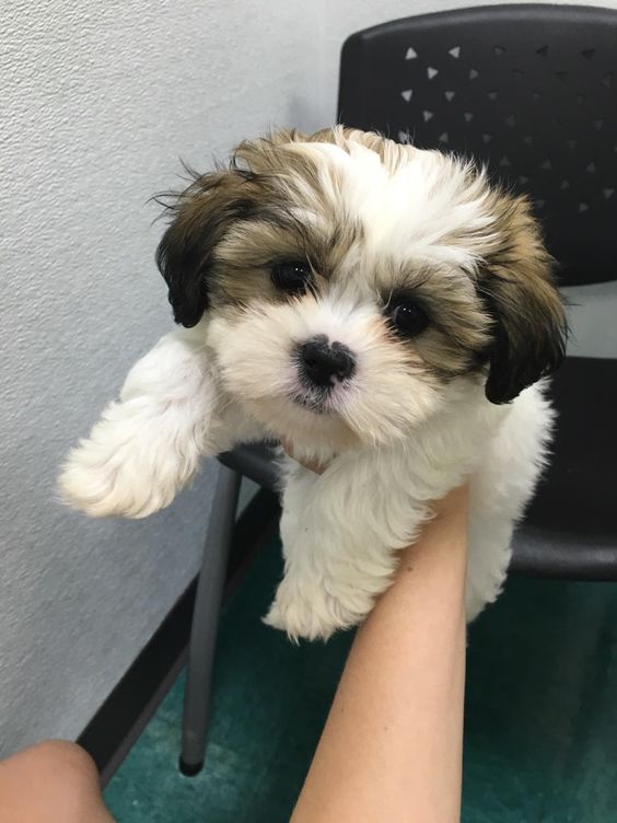 maltese shih tzu dog