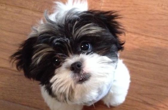 maltese mixed with a shih tzu