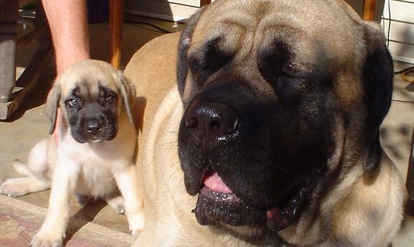 big dog names female mastiff