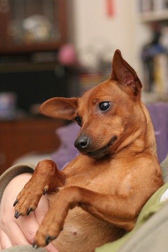 brown miniature pinscher