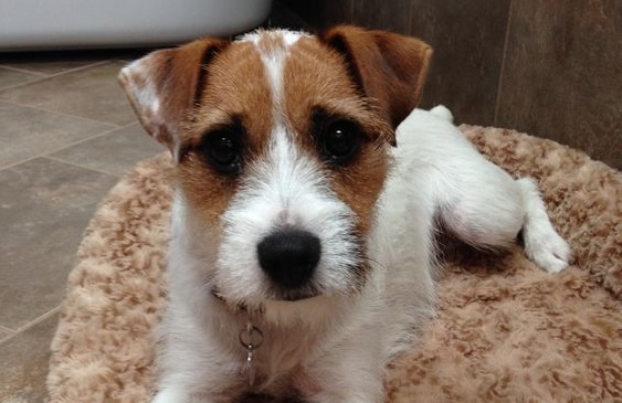 280 Best Parson Russell Terrier Dog Names The Paws