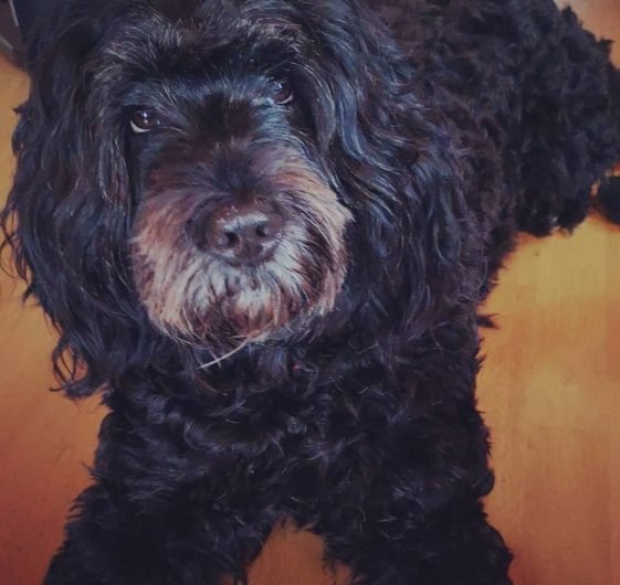 125 Best Portuguese Water Dog Names The Paws