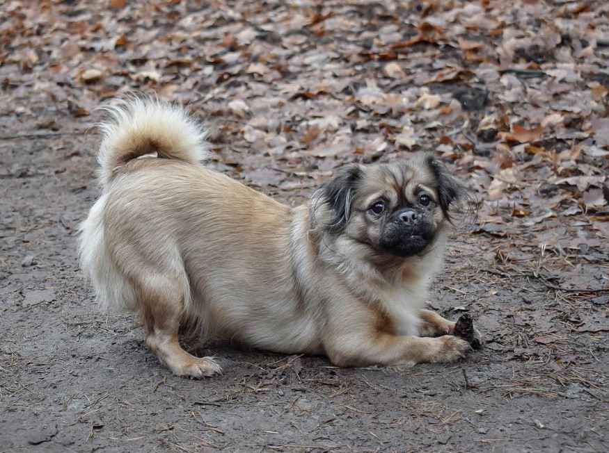 Pugshire play bowing on the ground