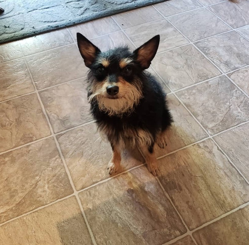 Ratshire Terrier sitting on the floor