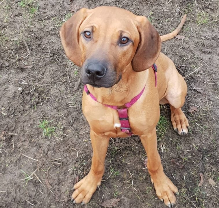 155 Best Rhodesian Ridgeback Dog Names - The Paws