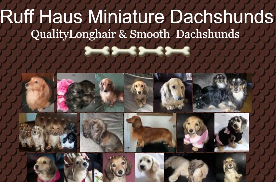 Collage photos of Dachshund with name - Ruff Haus Miniature Dachshunds, quality longhair and smooth Dachshunds