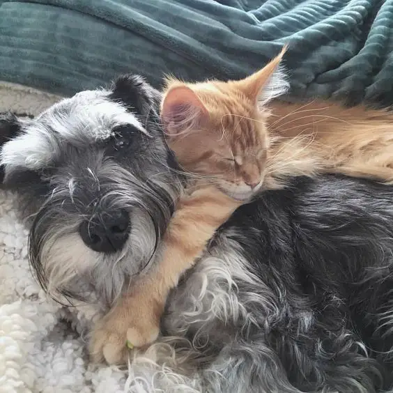 Schnauzer dog with a cat sleeping on top of him.