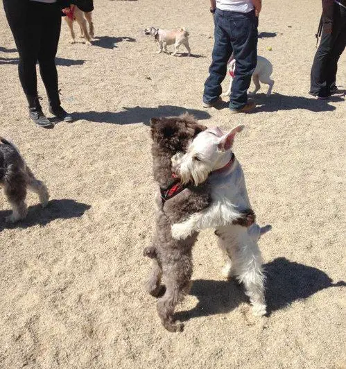 Schnauzers hugging each other while standing on its two feet at the beach