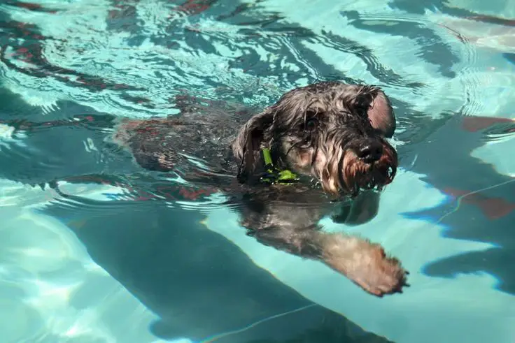 Schnauzer dog swimming in the pool