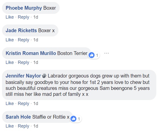Screenshot of comments saying boxers, boston terrier, labrador and staffiexrottie
