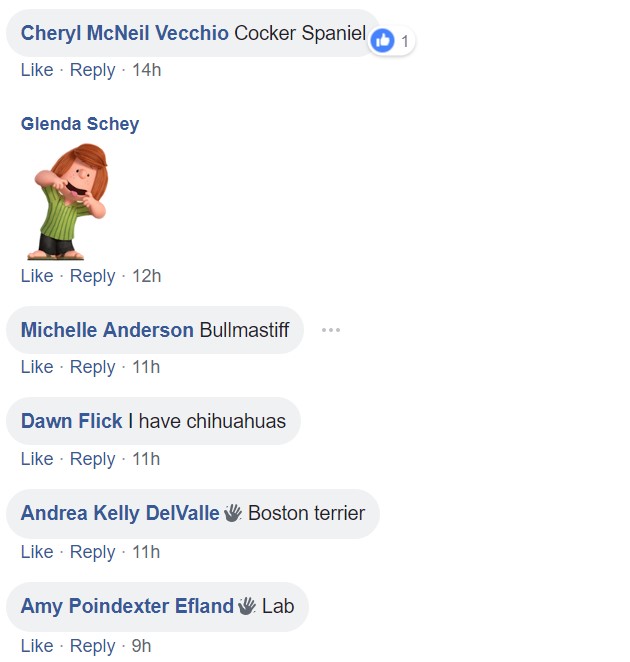 Screenshot of comments saying cocker spaniel, bullmastiff, chihuahuas, boston terrier and labrador
