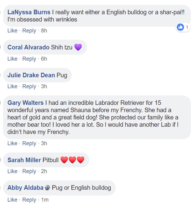 Screenshot of comments saying english bulldog, shar-pai, shih tzu, pug, labrador retriever, and pitbull