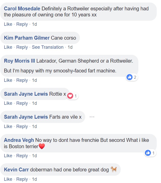 Screenshot of comments saying rottweiler, cane corso, labrador, german shepherd, boston terrier and doberman