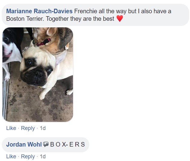 Screenshot of comments saying boston terrier and boxers