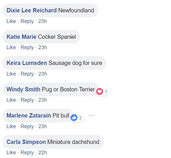 Screenshot of comments saying newfoundland, cocker spaniel, sausage dog, pug, boston terrier, pit bull, miniature dachshund