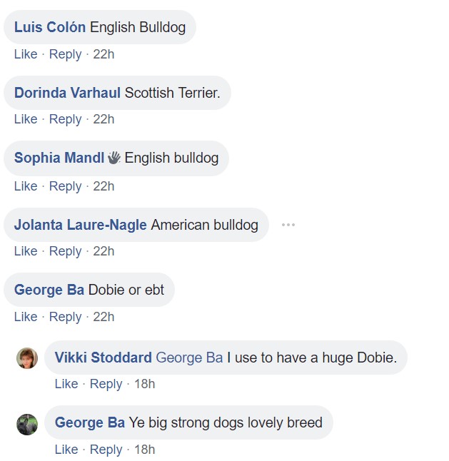 Screenshot of comments saying english bulldog, scottish terrier, american bulldog, and dobie