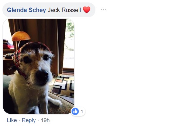 Screenshot of a comment saying jack russel