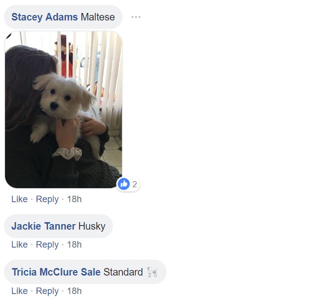 Screenshot of comments saying maltese, husky, and standard poodle