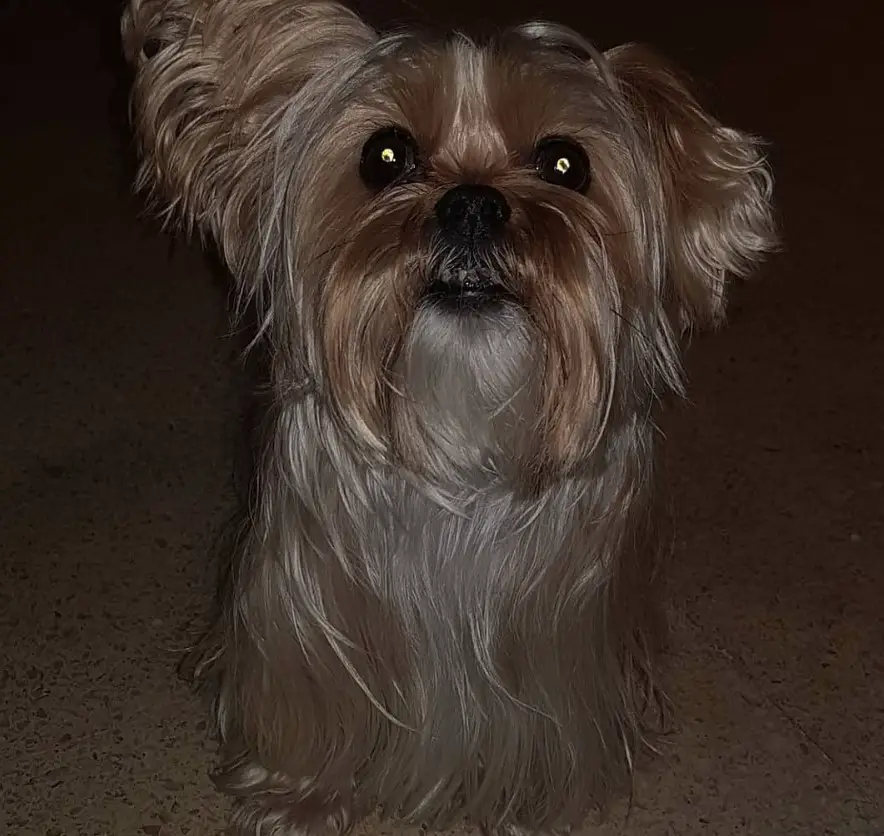 Shorkie Tzu with long shiny hair up to the floor