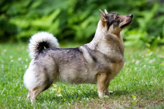 145 Best Swedish Vallhund Dog Names - The Paws