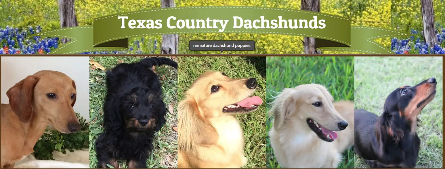 collage photo of varieties of Dachshund with name - Texas Country Dachshunds