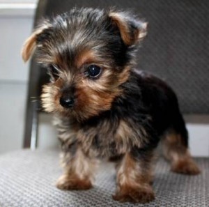 Torkie puppy standing on top of the chair