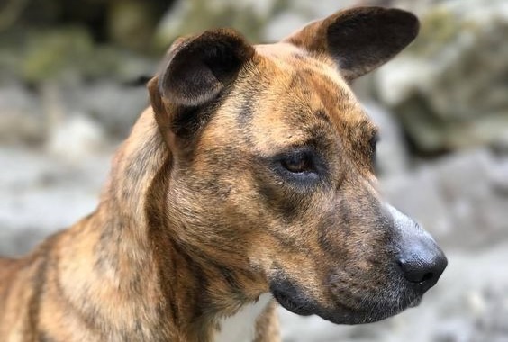 treeing tennessee brindle