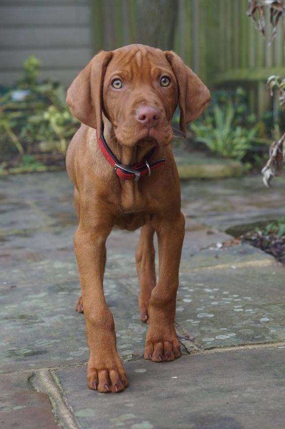 best vizsla names