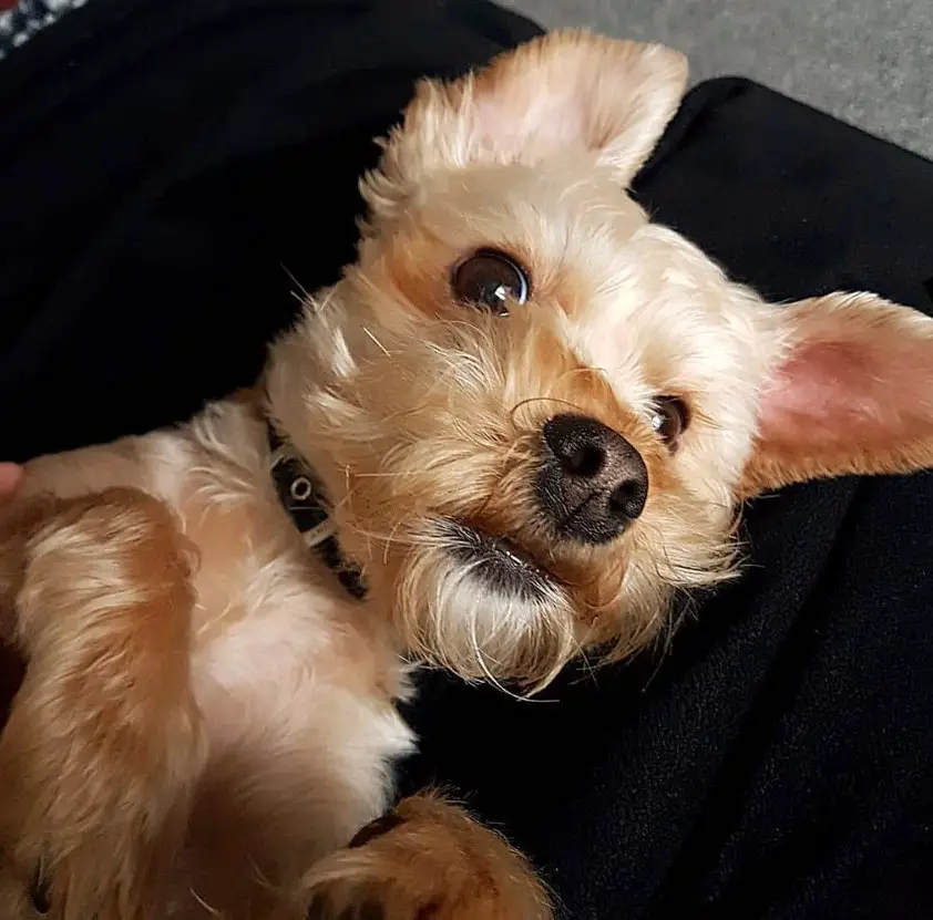 Yorkie-Apso on the couch