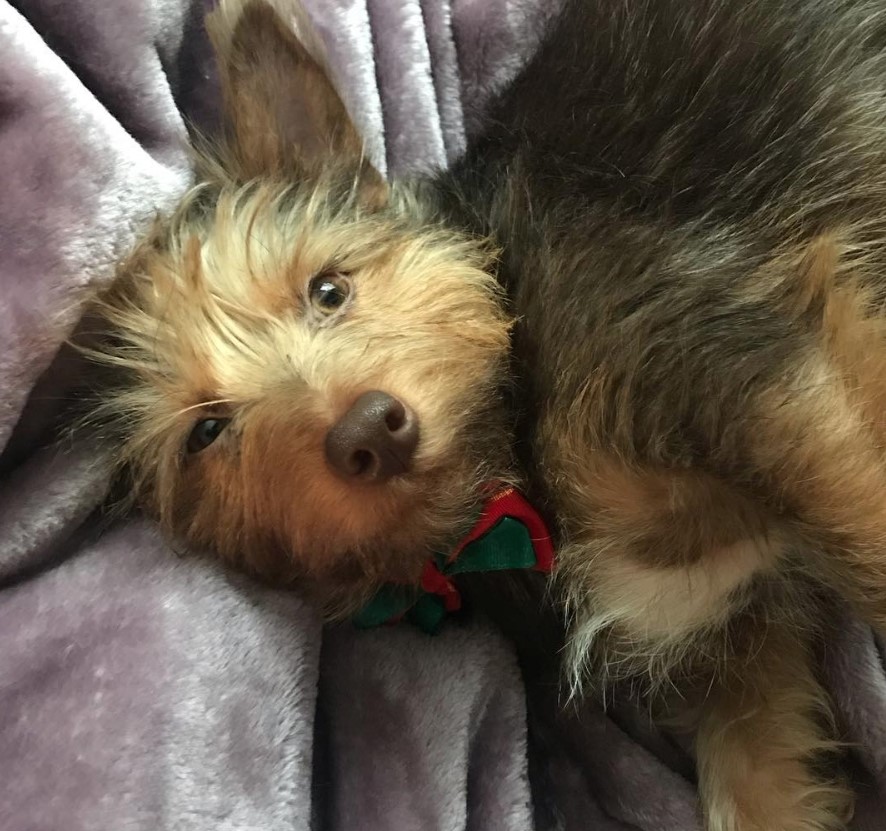 Yorkie Russell on the bed