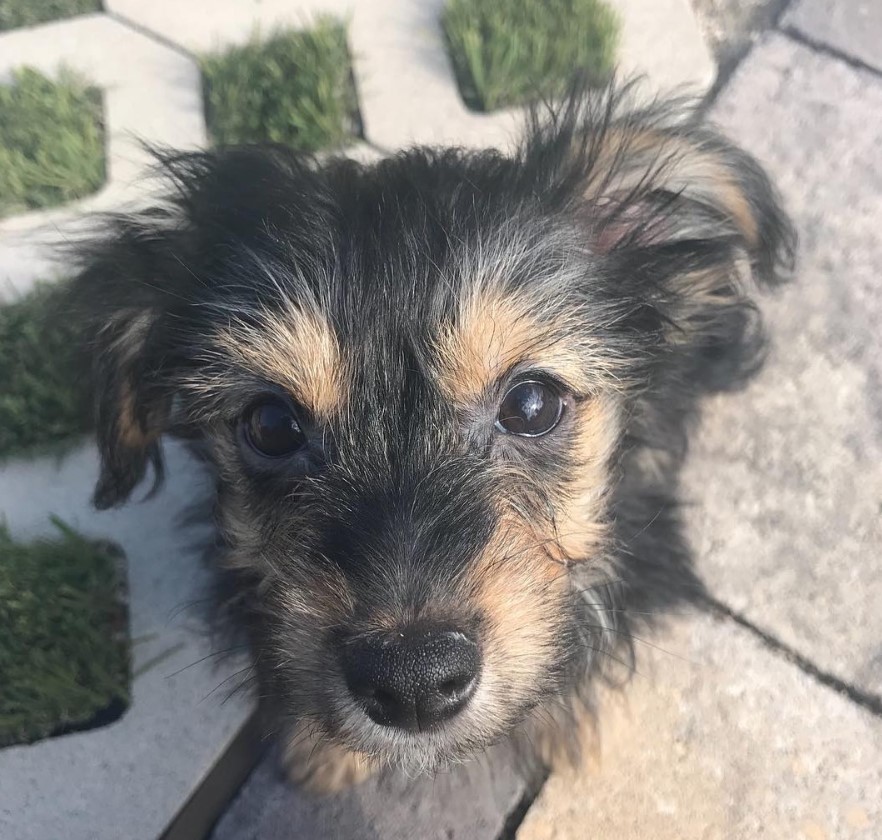 Yorkie-ton sitting on the pavement while looking up