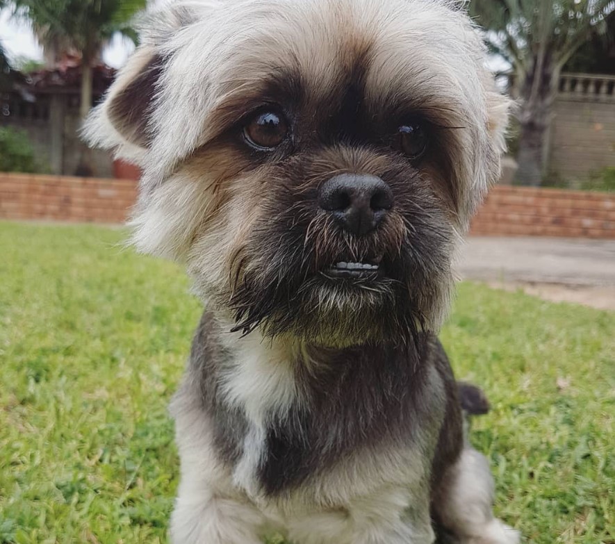 Yorkinese sitting on the green grass