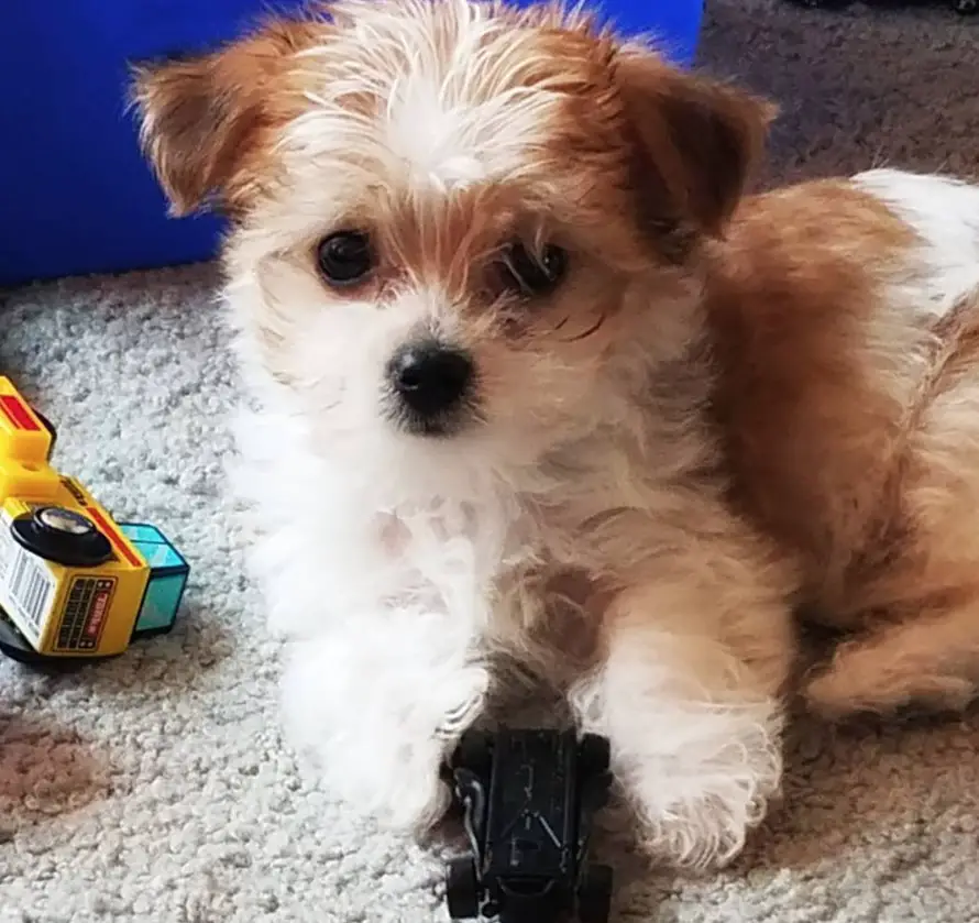 Yorkipoo puppy lying down on the floor with its toys