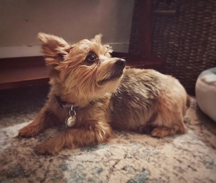 Yorwich lying down on the floor while looking up