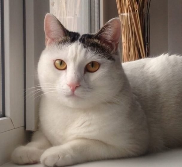 100+ Greek Mythology Cat Names