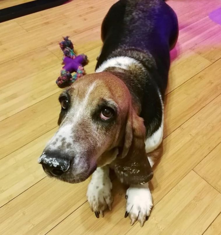 100 Male Basset Hound Dog Names The Paws