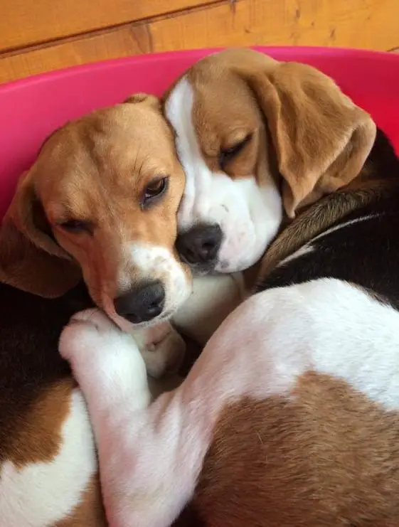 Beagles snuggled up with each other