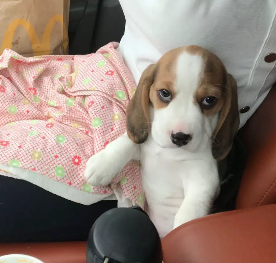100 Female Beagle Dog Names The Paws