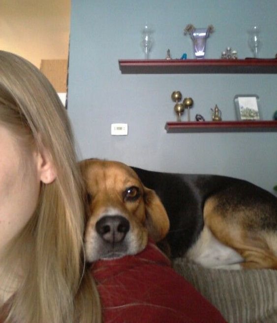 Beagle dog with its face on its owner's shoulder